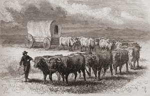 Conduciendo bueyes a través de las grandes llanuras de América en 1867, ilustración de 
