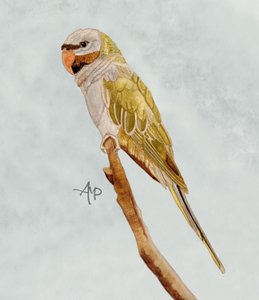  de Angeles M. Pomata