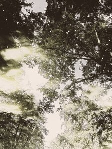 Luz del bosque de ensueño de Angelo Cerantola