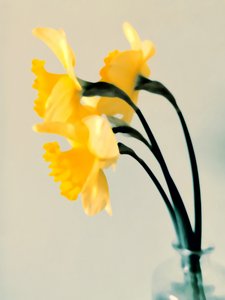Narcisos frescos de primavera de Angelo Cerantola