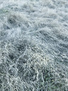 Hierba invernal cubierta de escarcha de Angelo Cerantola