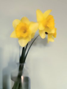 Narcisos de color amarillo pálido de Angelo Cerantola