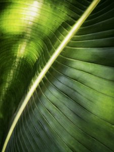 Hoja verde bañada por el sol de Angelo Cerantola