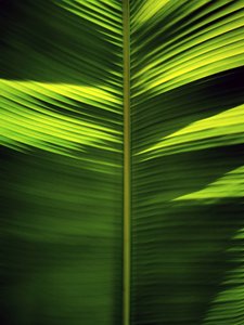 Motivos de hojas tropicales de Angelo Cerantola
