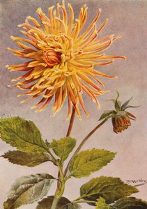 Cactus Dahlia Mrs H L Brousson, Color, leonado, con un toque de carmesí escarlata (litografía en color) de Angelo Fairfax Muckley