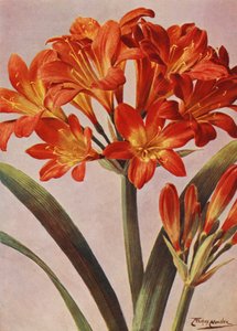 Clivia Miniata, conocida desde hace tiempo como Imantophyllum Miniatum (litografía en color) de Angelo Fairfax Muckley