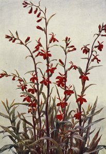 Lobelia Cardinals (litografía en color) de Angelo Fairfax Muckley