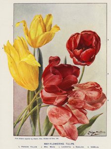 Tulipanes de mayo (litografía en color)