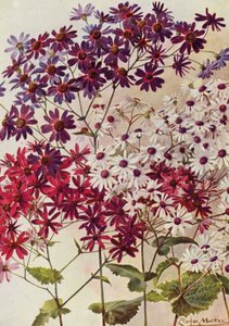 Star Cinerarias (litografía en color) de Angelo Fairfax Muckley