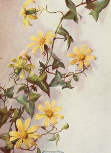 Hiedra amarilla del Cabo, Senecio Macroglossus (litografía en color) de Angelo Fairfax Muckley