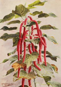 La hermosa Acalypha Hispida de cola roja, Sanderiana (litografía en color)