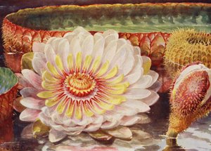 Victoria Regia, la más noble de todas las plantas acuáticas (litografía en color) de Angelo Fairfax Muckley