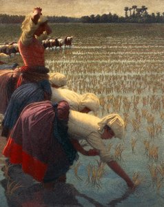 Las Mondine (trabajadoras italianas del arroz)