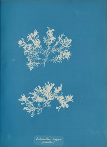 Achnanthes longipes. parásito de Anna Atkins