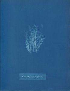 Bangia fusco-purpurea de Anna Atkins