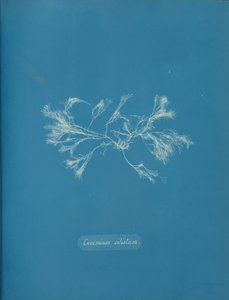 Ceramium ciliatum, ca. 1853 de Anna Atkins