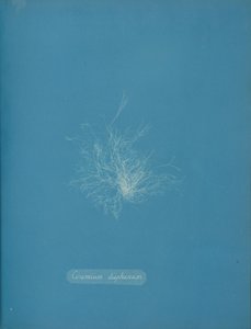Ceramium diaphanum, ca. 1853 de Anna Atkins