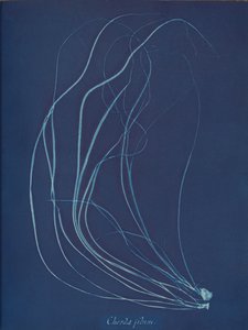 Chorda filum de Anna Atkins