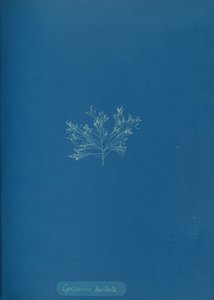 Cystoseira barbata, ca. 1853 de Anna Atkins