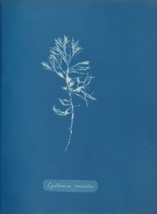 Cystoseira ericoides de Anna Atkins