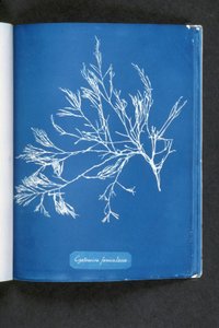 Cystoseira foeniculacea, de "Fotografías de Algas Británicas: Impresiones de Cianotipo", publicada 1843-53 de Anna Atkins