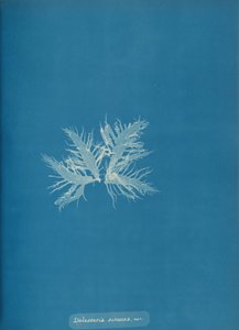 Delesseria sinvosa, var. de Anna Atkins