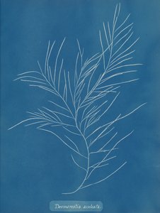 Desmarestia aculeata de Anna Atkins