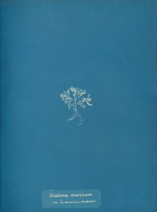 Diatoma marinum en Ceramium rubrum, ca. 1853 de Anna Atkins