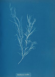 Dichloria viridis, ca. 1853 de Anna Atkins