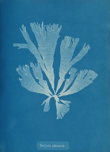 Dictyota atomaria, ca. 1853 de Anna Atkins