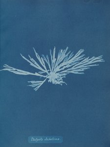 Dictyota dichotoma de Anna Atkins
