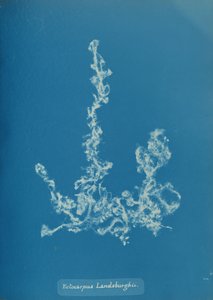 Ectocarpus Landsburghii, ca. 1853 de Anna Atkins