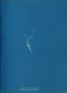 Ectocarpus amphibius, ca. 1853 de Anna Atkins