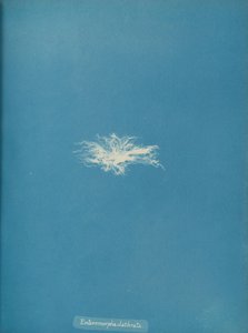 Enteromorpha clathrata, ca. 1853 de Anna Atkins