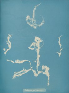 Enteromorpha ramulosa, ca. 1853 de Anna Atkins
