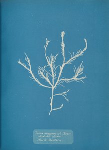 Fucus aeruginosus Turner. Mar Mediterráneo Sisbon Nuevo en Gran Bretaña, ca. 1853 de Anna Atkins