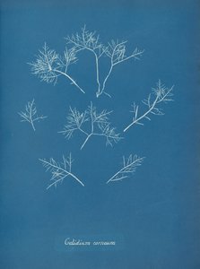 Gelidium corneum, ca. 1853 de Anna Atkins