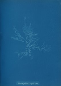 Gloisiphonia capillaris, ca. 1853 de Anna Atkins