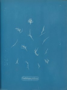 Grateloupia filicina de Anna Atkins