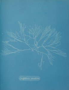 Griffithsia corallina, ca. 1853 de Anna Atkins