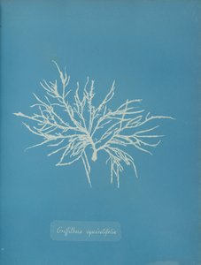 Griffithsia equisetifolia de Anna Atkins