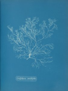 Griffithsia multifida, ca. 1853 de Anna Atkins