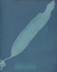 Laminaria saccharina, ca. 1853 de Anna Atkins