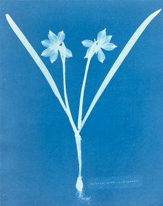 Leucojam Varium por Anna Atkins