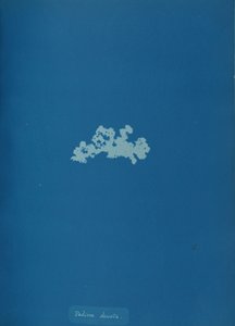 Padina deusta, ca. 1853 de Anna Atkins