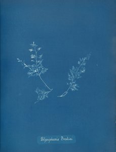Polysiphonia Brodiæi, ca. 1853 de Anna Atkins