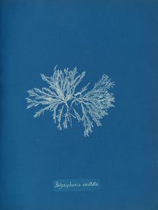 Polysiphonia cristata, ca. 1853 de Anna Atkins