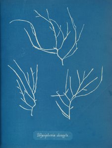 Polysiphonia elongata, ca. 1853 de Anna Atkins