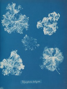 Polysiphonia fastigiata, ca. 1853 de Anna Atkins