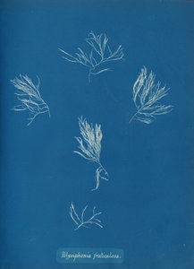 Polysiphonia fruticulosa, ca. 1853 de Anna Atkins